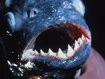 TESTICLE-EATING fish found lurking in European waters