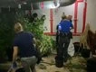 Suburban ‘grow houses’ up in smoke after police raids