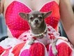 Stylish canines strut stuff at the Greenwich dog show