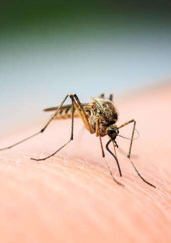 Calls for funding as mosquito crisis reaches boiling point