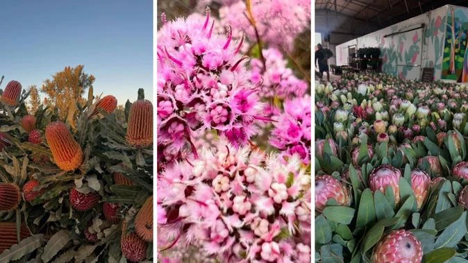 WA’s blooming secret: Where to find fresh flowers daily