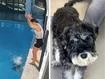 Bizarre behaviour from schnauzer as it fights to survive