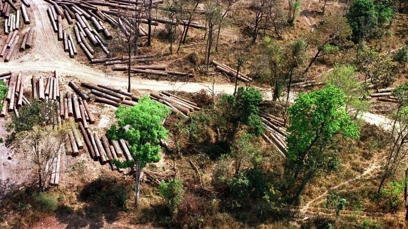 US ends Cambodia aid over deforestation