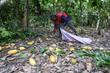 En Côte d’Ivoire, peur sur la récolte de cacao après de trop fortes pluies