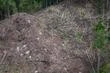 Loi contre la déforestation : onze pays de l’Union européenne jugent ses exigences « disproportionnées »