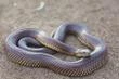 Le sang d’un homme aide à créer un antivenin contre 19 serpents
