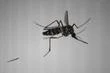 Chikungunya : douze foyers de transmission identifiés en métropole ; Santé publique France alerte sur le risque d’épidémie