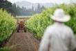 La Napa Valley, destination rêvée pour l’œnotourisme