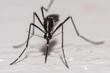Chikungunya, dengue, fièvre West Nile : l’Hexagone face à une recrudescence inédite des maladies transmises par les moustiques-tigres