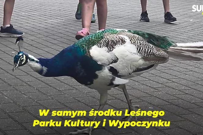 zobaczcie sami! Zaglądamy do mieszkańców bydgoskiego ZOO. Kto mieszka w sercu Myślęcinka?
