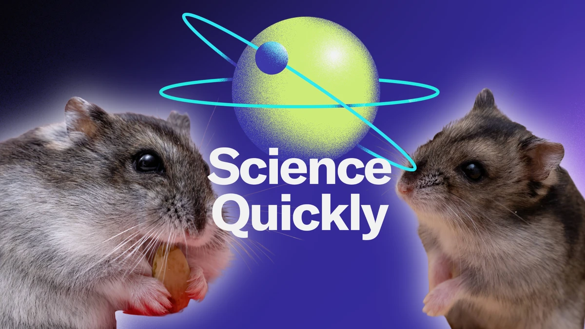 Djungarian Hamsters Are Unusually Involved Fathers
