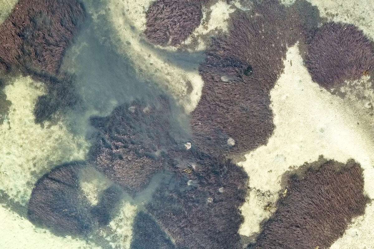 Stingrays Move Thousands of Tons of Sand on the Seafloor per Year