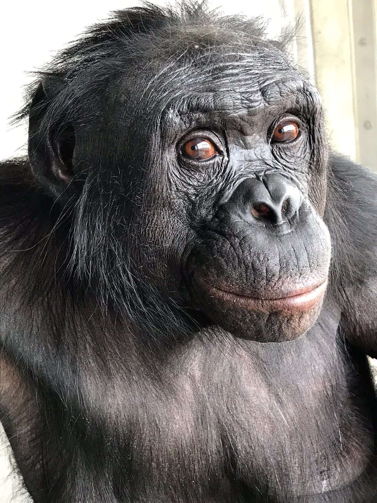 Kanzi the Bonobo, Who Learned Language and Made Stone Tools, Dies at Age 44