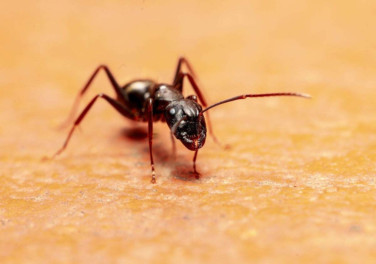 Ants Bite Off Each Other's Limbs to Save Them from Deadly Infections