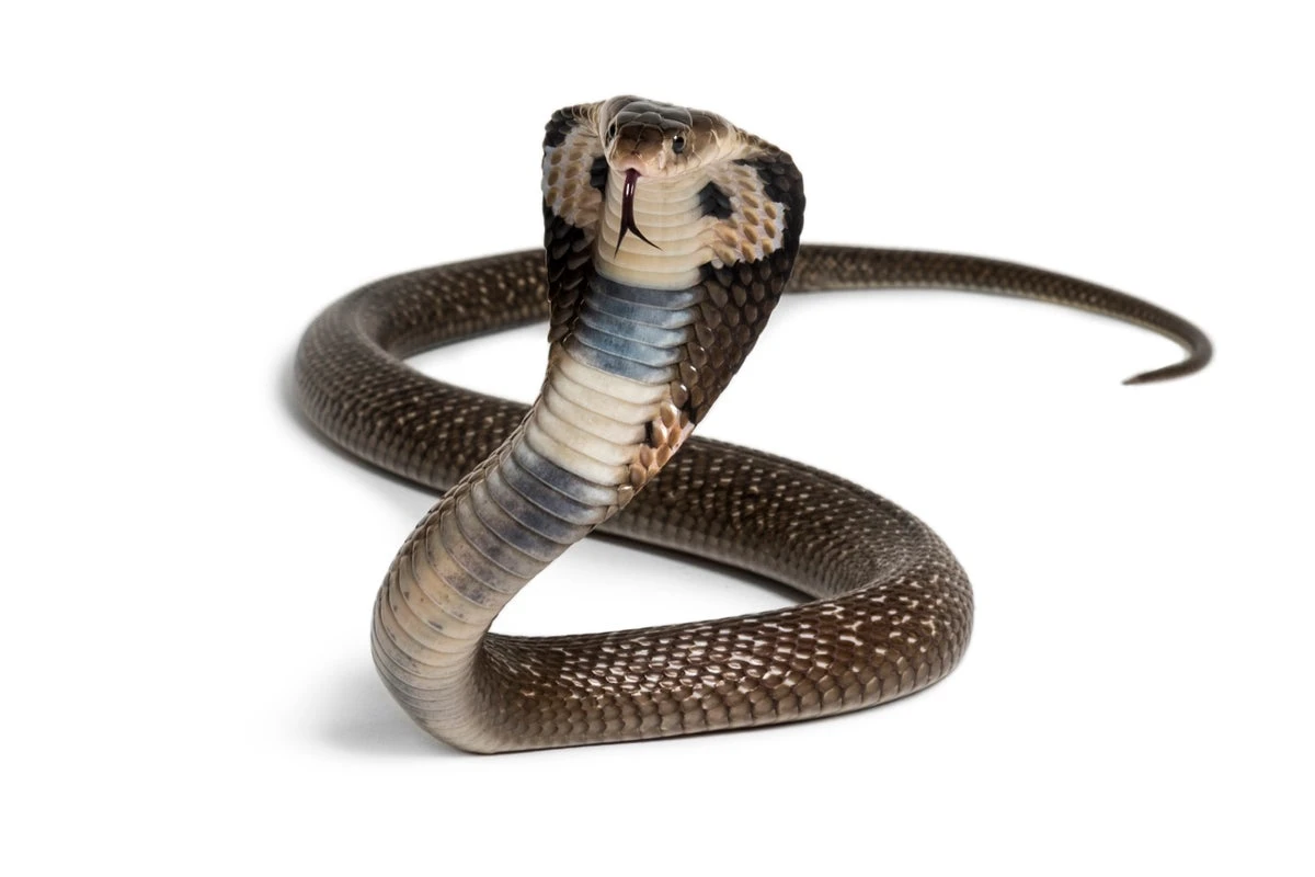Blood of Man Who’s Had 200 Snakebites Helps Make a Potent Antivenom