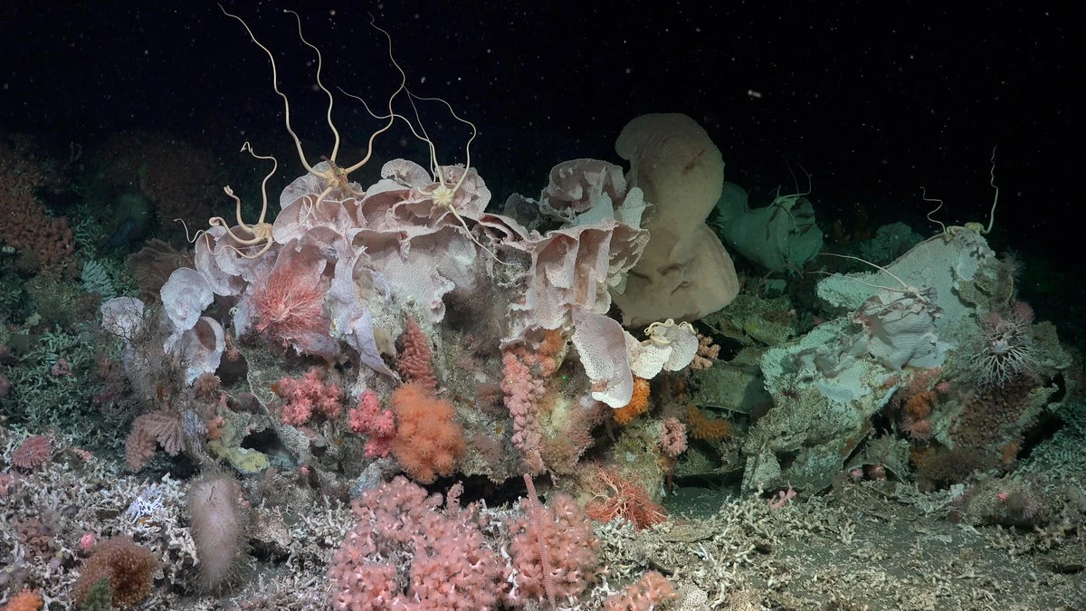 See the first stunning images of a massive coral reef that has lain hidden for decades