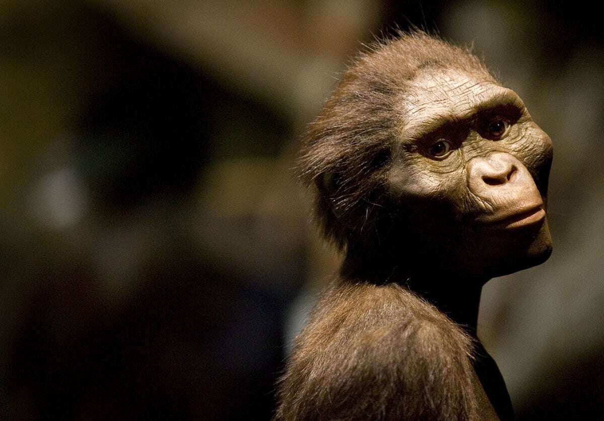 Run, Lucy, Run! Human Ancestors Could Jog but Not Very Far or Fast