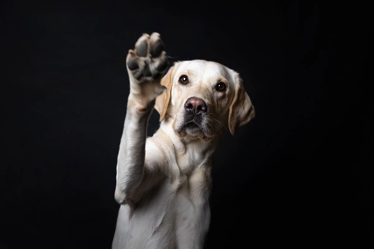 How to tell if your dog is left-pawed or right-pawed, according to science