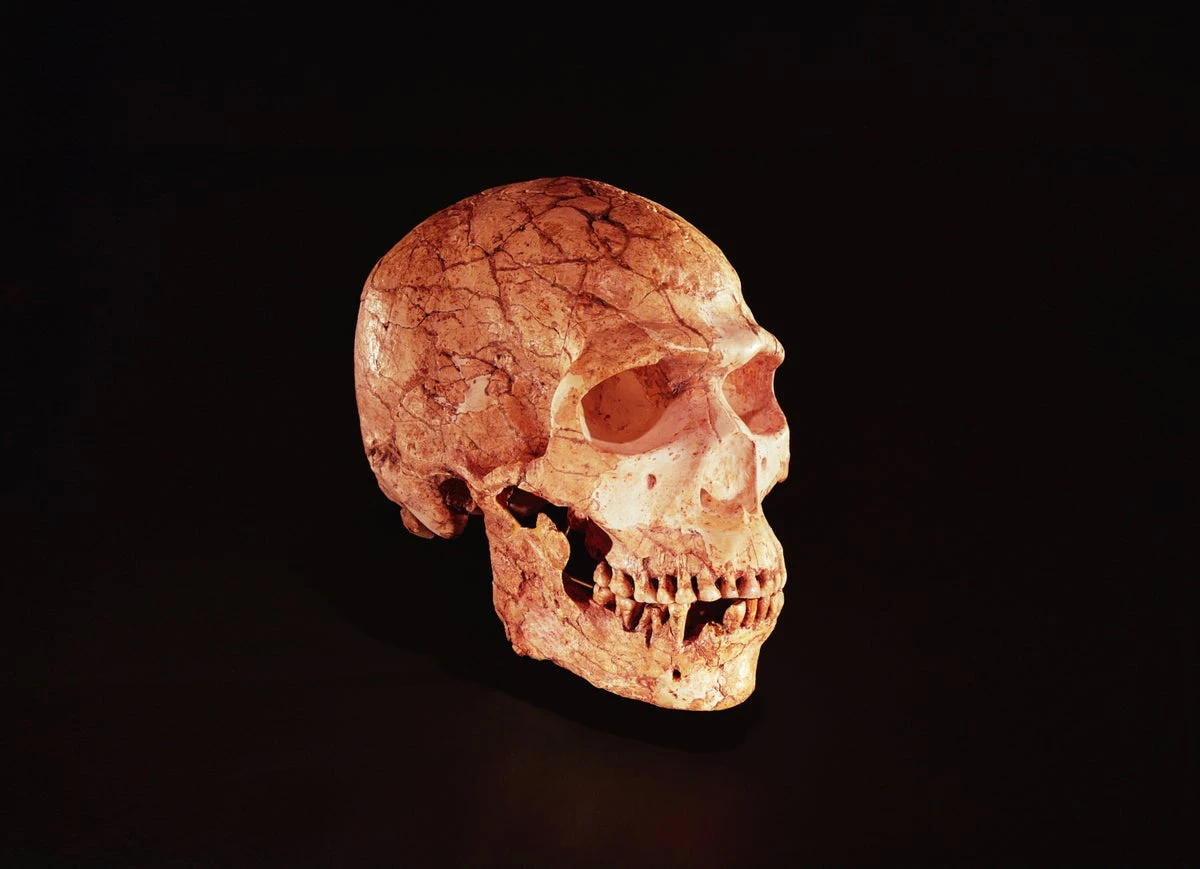 Neanderthals may have been just as smart as modern human peers