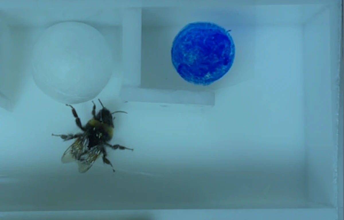 Bumblebees use tools to solve complex problems—despite not being trained to do so