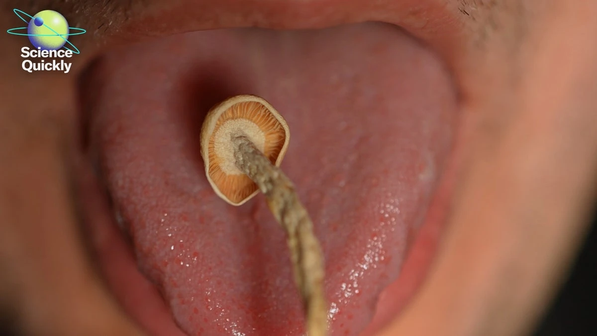 Trump, ibogaine and the science behind the psychedelics boom in the U.S.