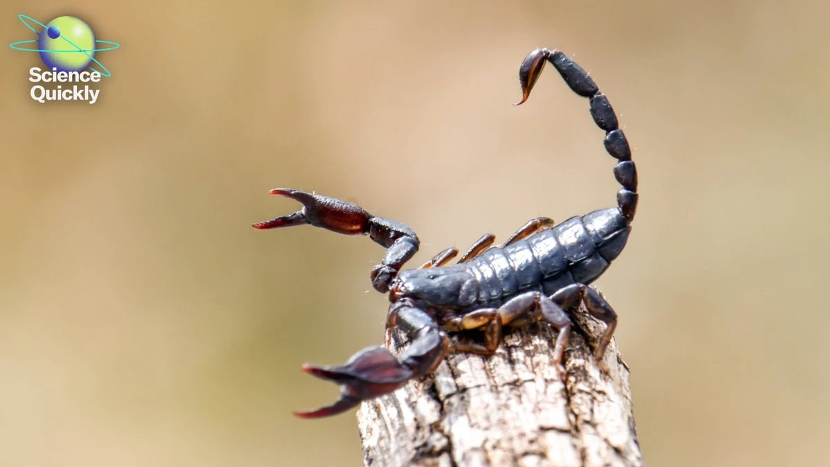 Metallic scorpion stingers, preeclampsia hope, canceled wind energy projects