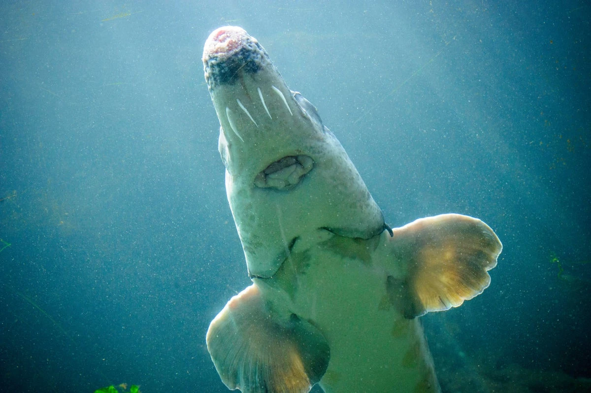 Sturgeon fish sex sounds like ‘thunder’