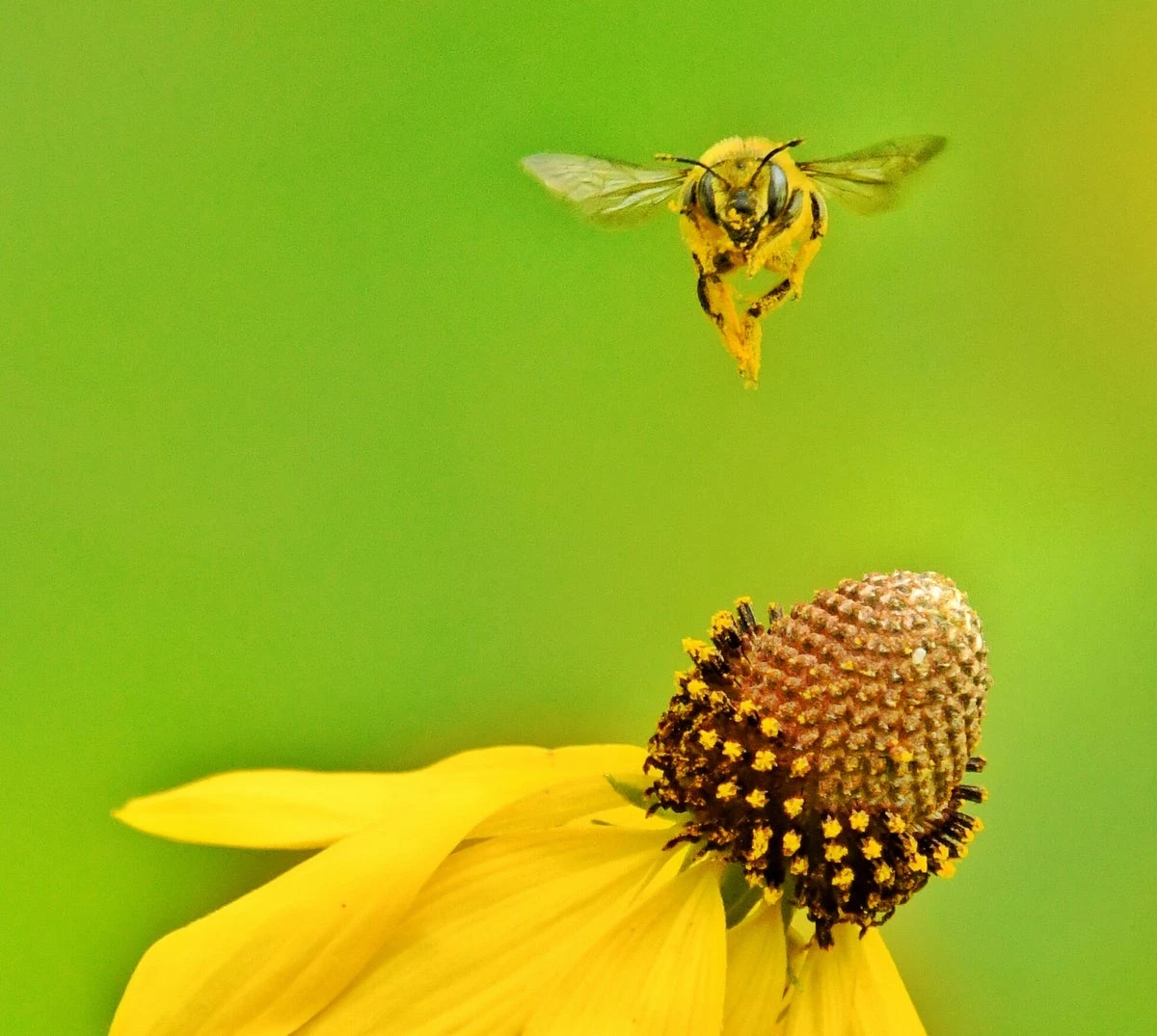 Tiny robot drones learn to navigate the world like honeybees
