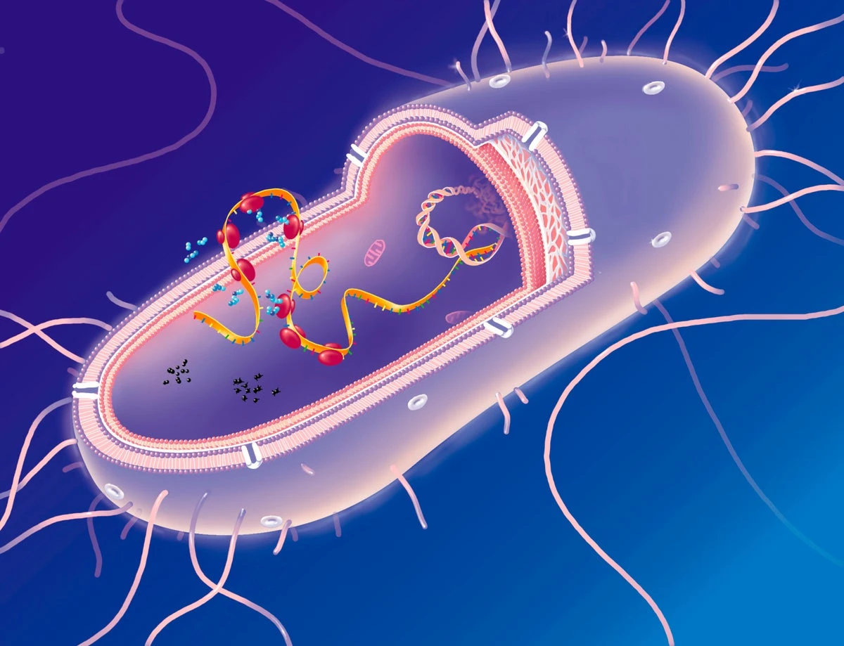 Scientists use AI to test whether life can run on only 19 amino acids