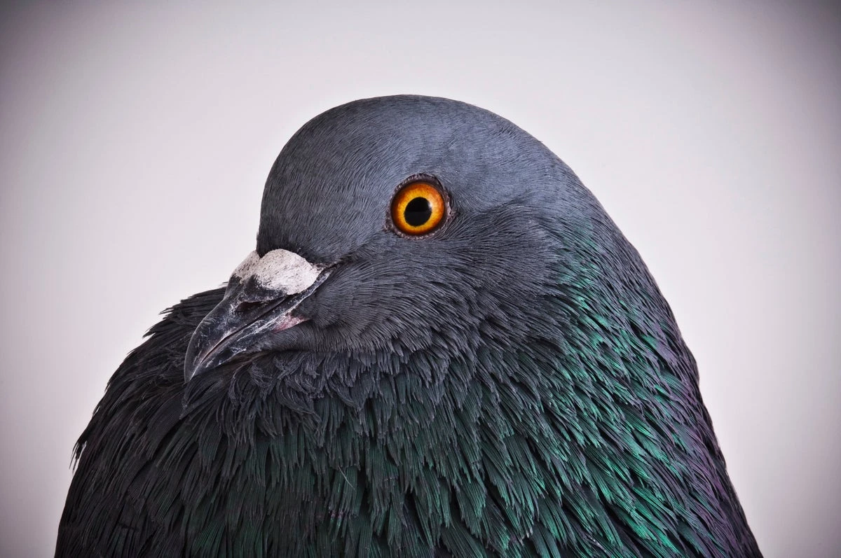 Chaotic pigeons are helping redefine what we know about learning