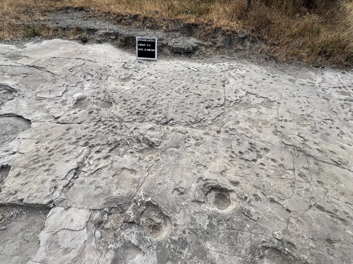 The Laetoli Footprints—the oldest hominin footprints ever found—are at risk of destruction