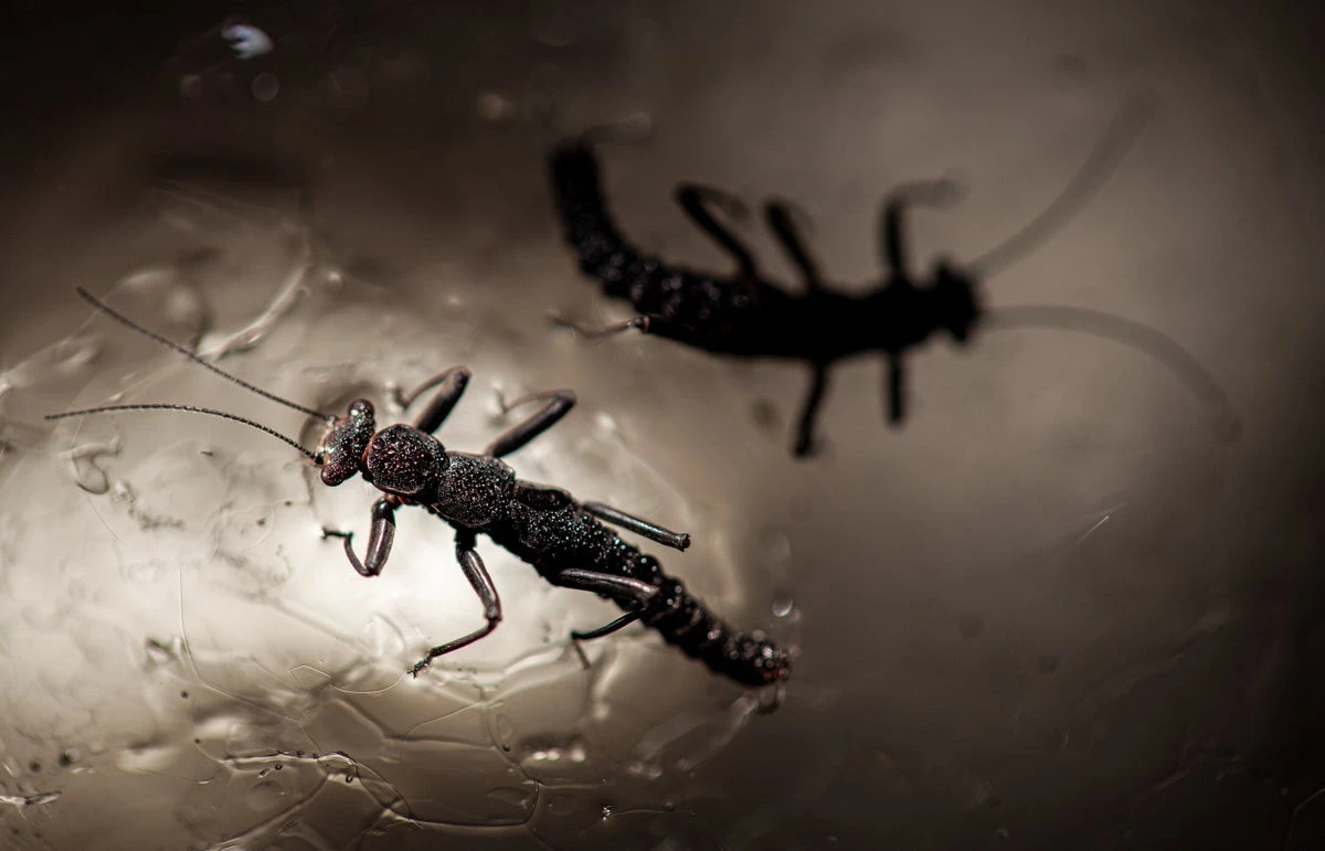 Glaciers are secretly teeming with life