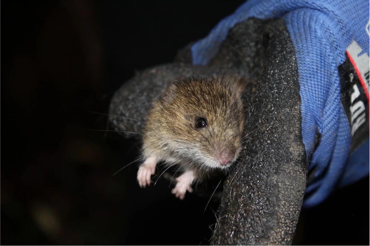 This small rodent is at the center of theories about the hantavirus outbreak