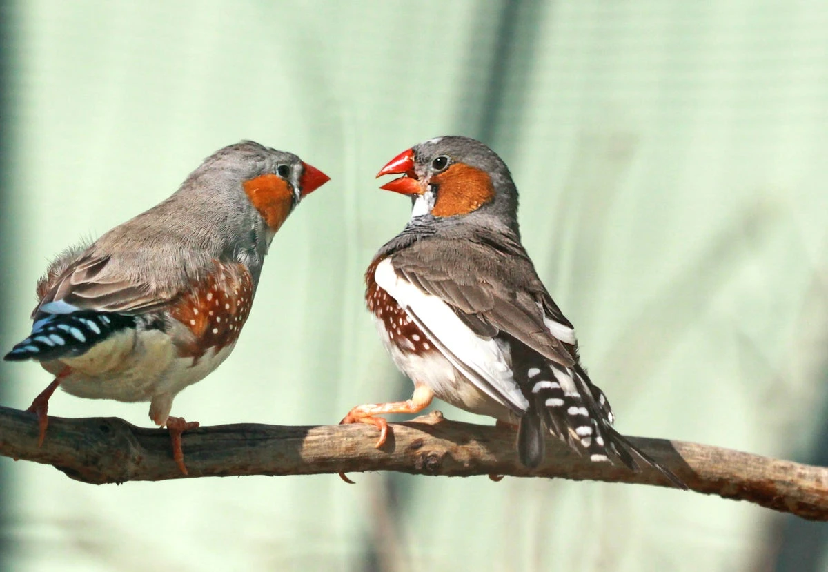 Will humans one day talk to animals? This scientist is bringing us closer