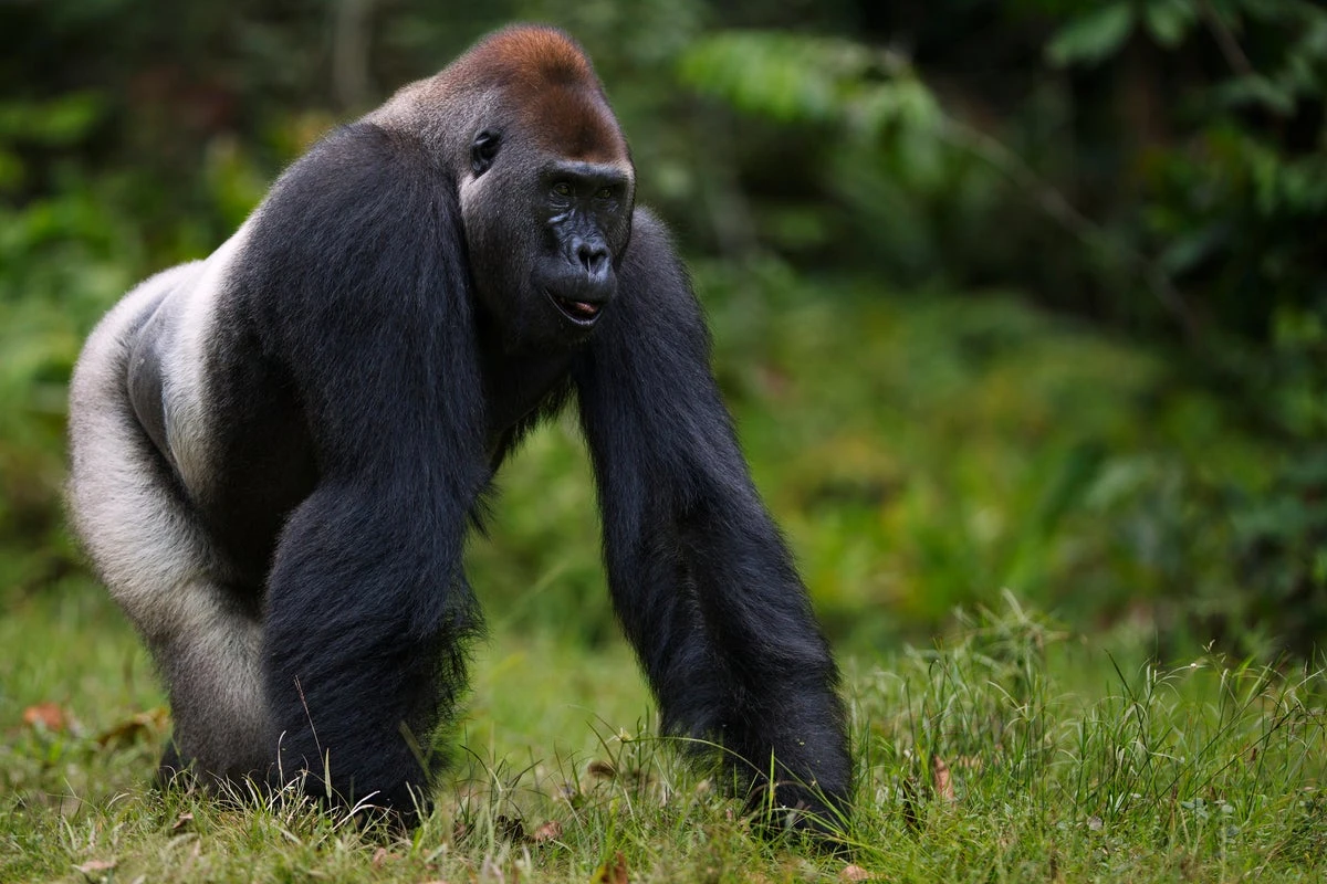 Did the last common ancestor of humans and apes walk like a gorilla? A new study offers a clue
