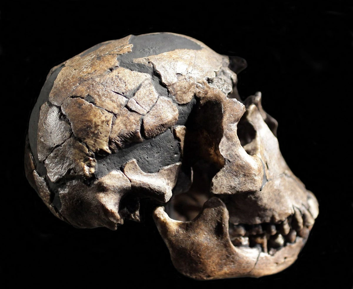 Ancient human ancestors may have first used fire 1.79 million years ago