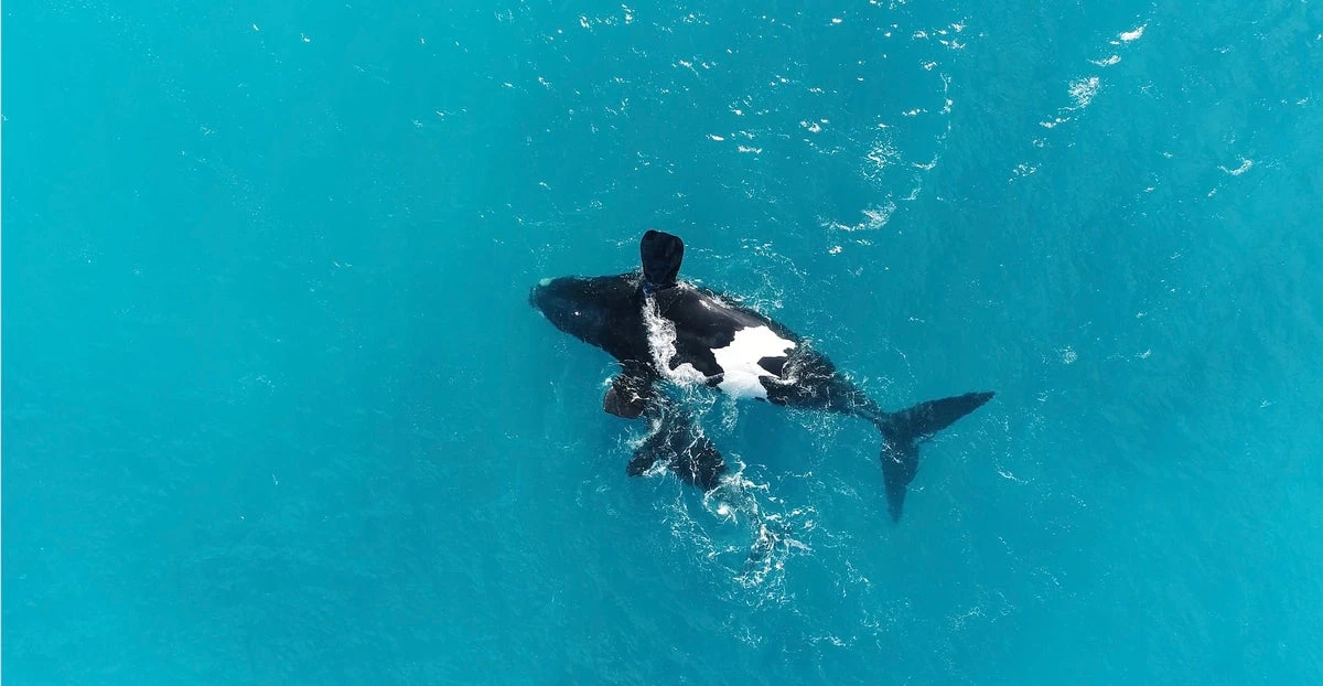 These whales are the only ones that flip upside down. Now we know why