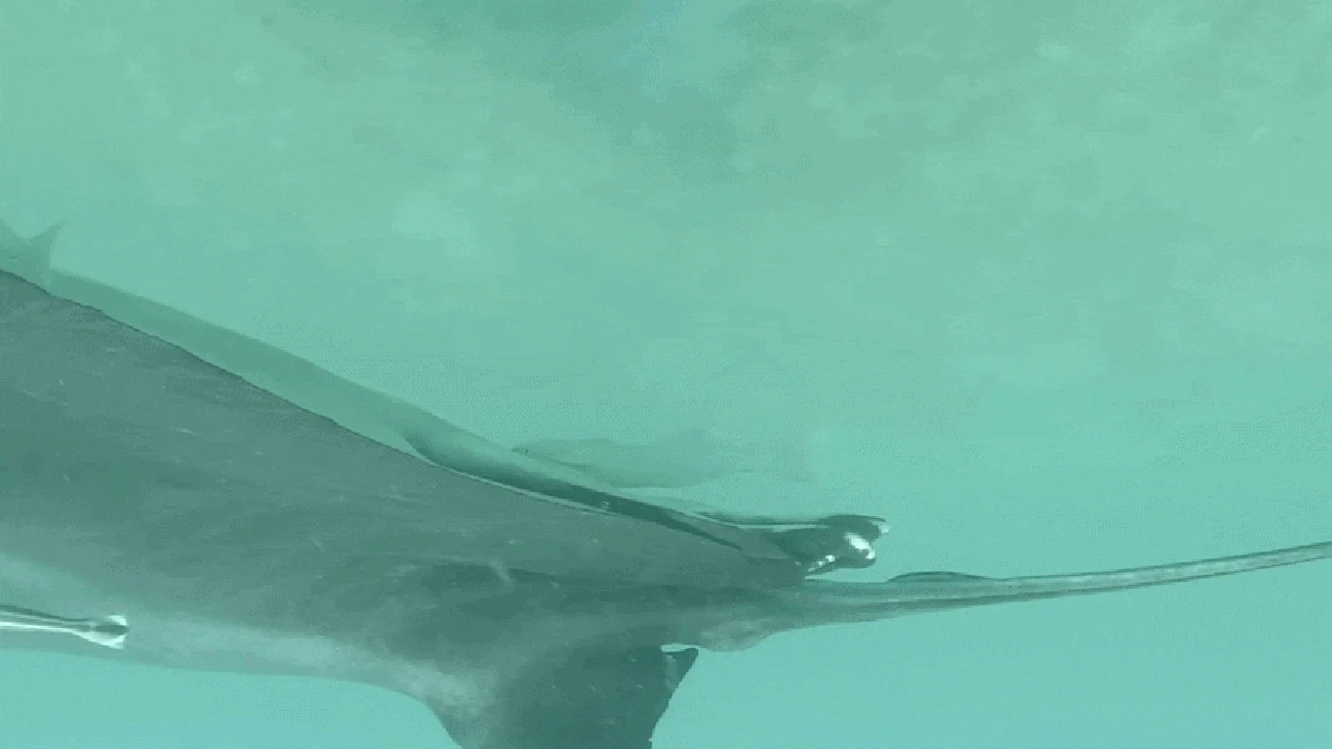Sucker fish are hiding in manta rays’ ‘butthole,’ new study reveals