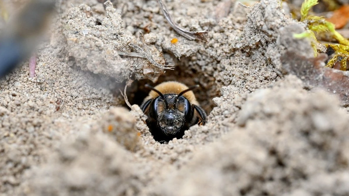 Scientists just discovered 5.6 million bees under a New York cemetery