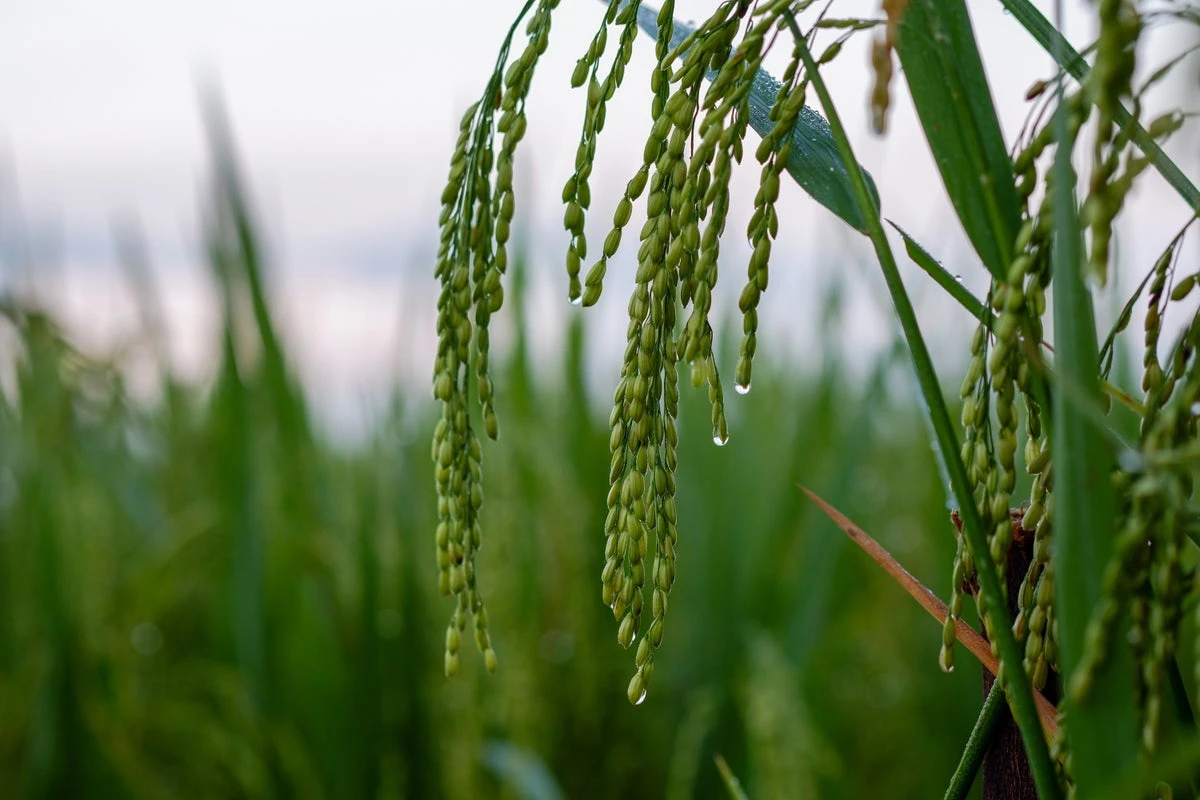 Plants can ‘hear’ rain coming, spurring them into action