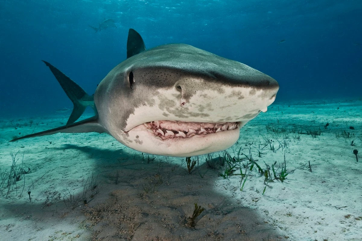 Why more extreme rain could mean more shark bites