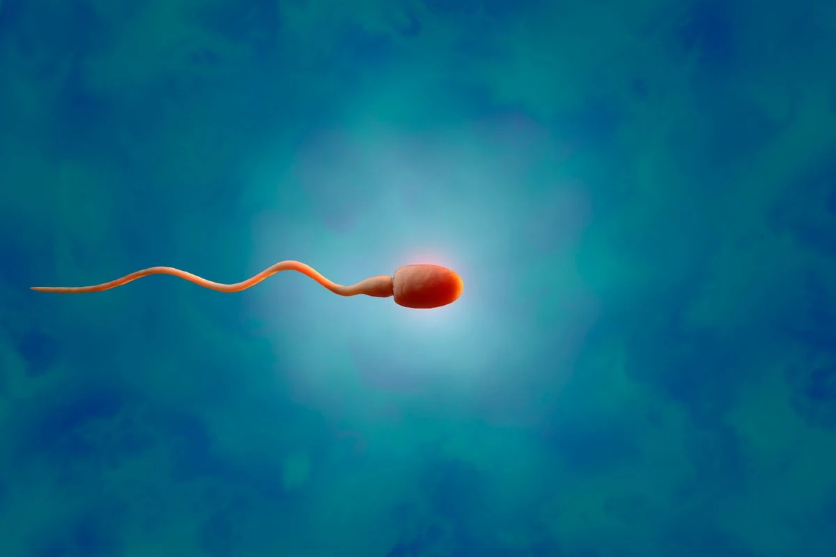 Tansplanted testicular tissue grew sperm in an infertile patient