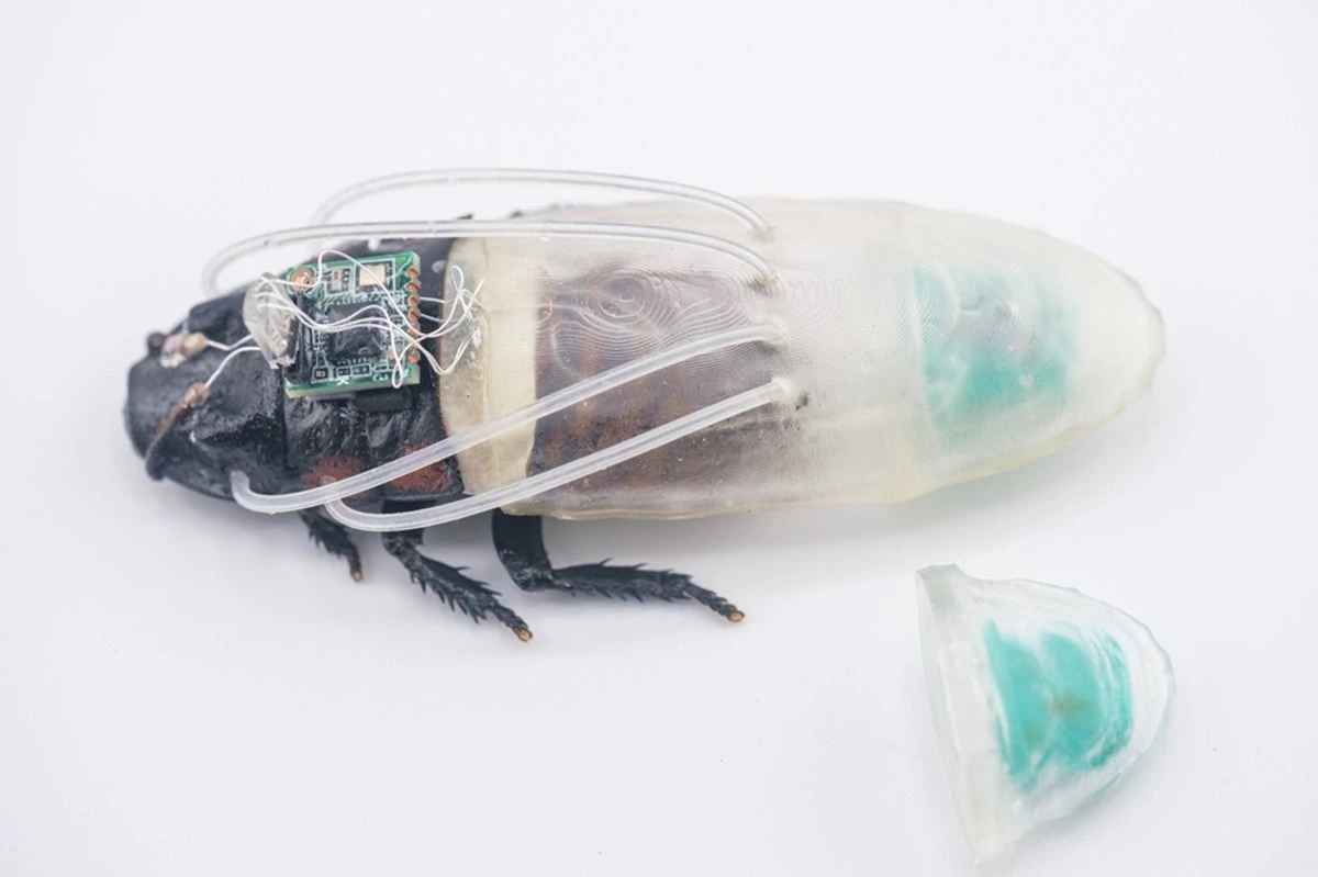 Scientists just unveiled “cyborg” cockroaches that can breathe underwater for hours