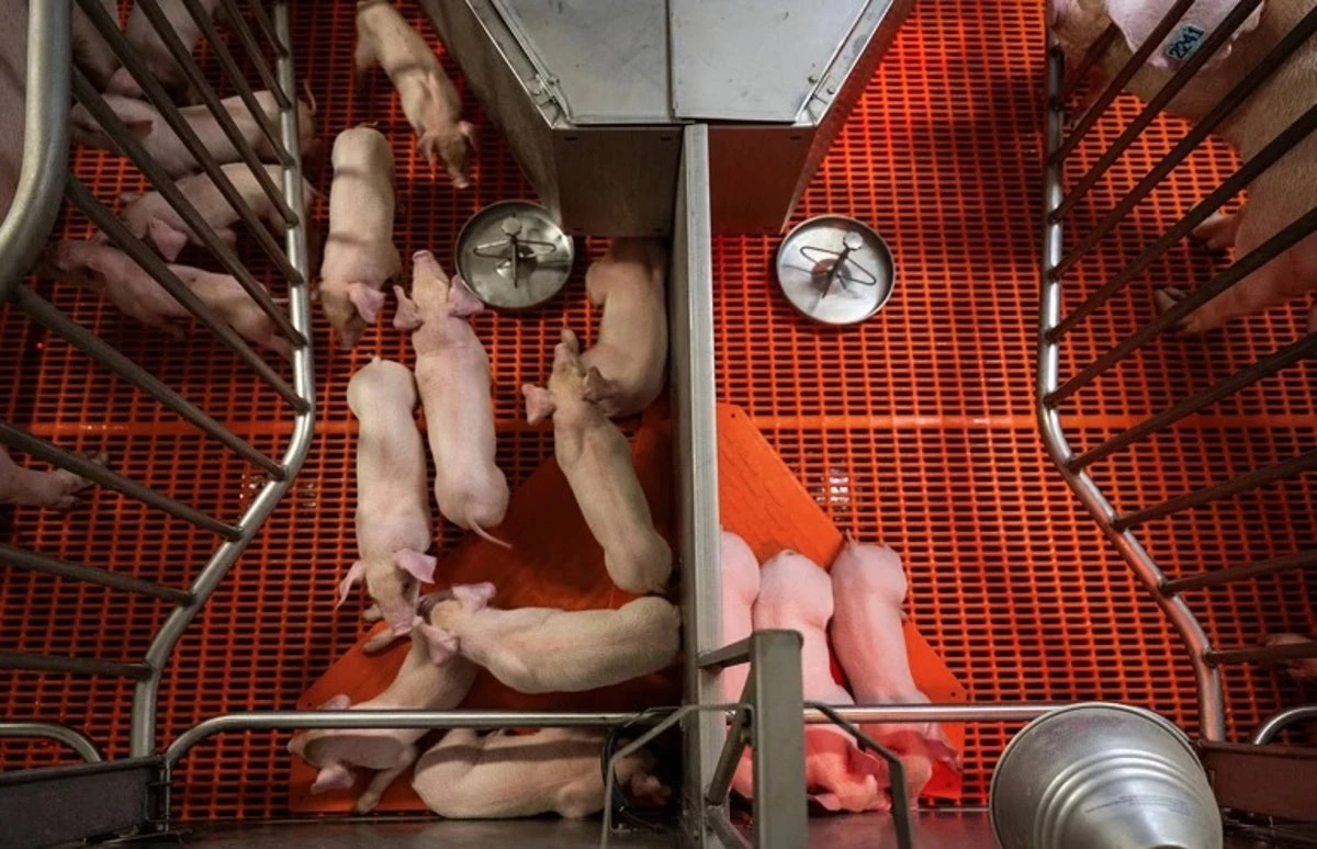 In a first, scientists transplanted both a pig liver and kidneys into a person who was brain-dead