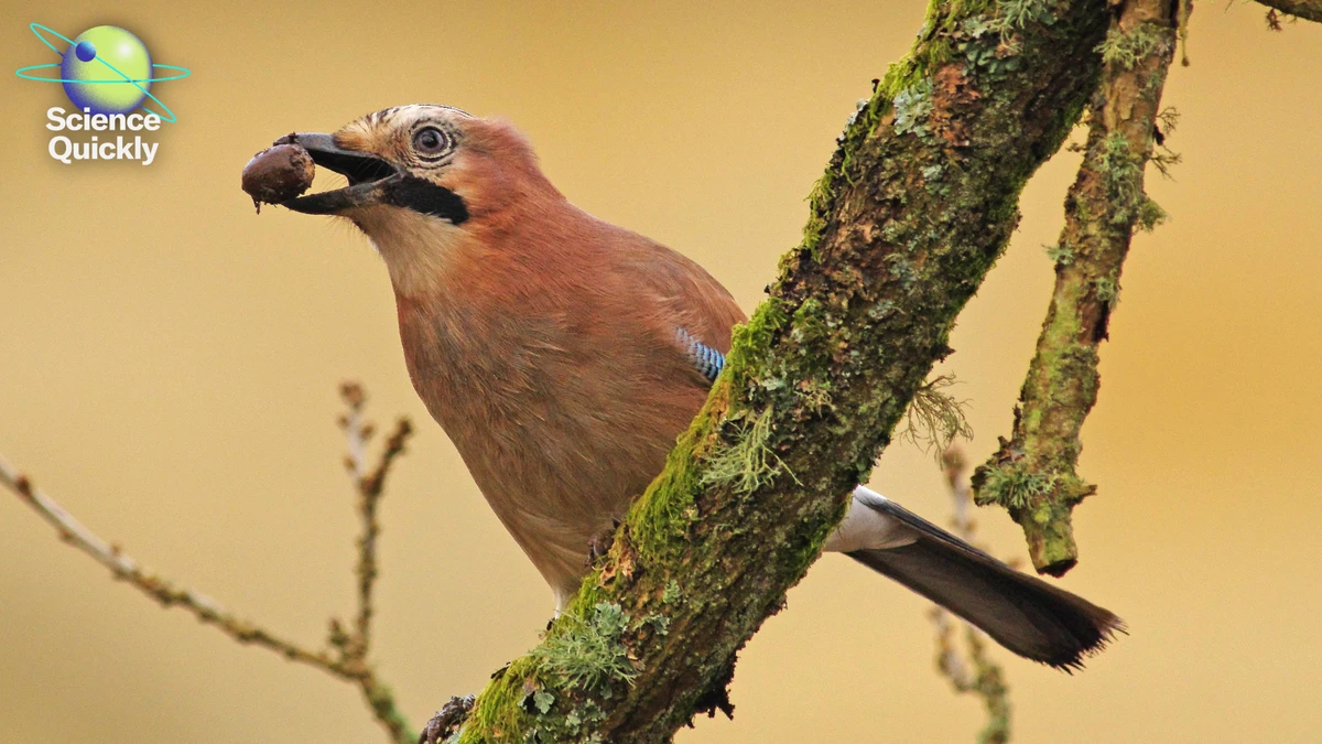 Why birds were the only dinosaurs to survive Earth’s worst day