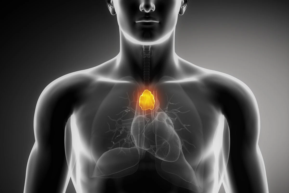 This tiny, forgotten organ could help us live longer, healthier