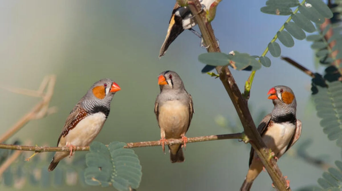 Songbirds reveal the dark side of making new brain cells as adults