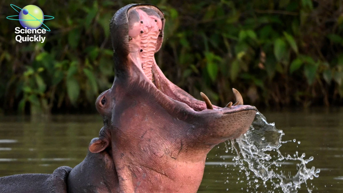 ‘Cocaine hippos’ raise tough questions, and scientists uncover insights on faster aging and heart risks