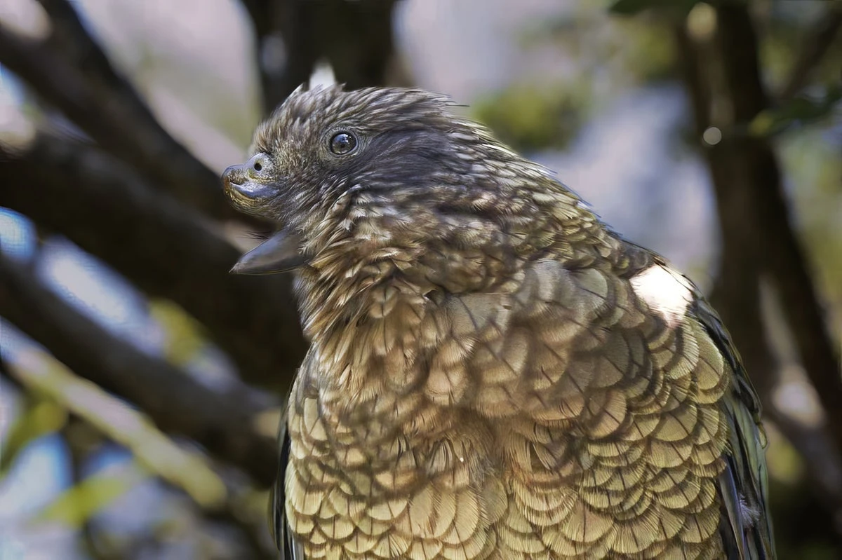See Bruce the parrot wield his broken beak like a deadly weapon