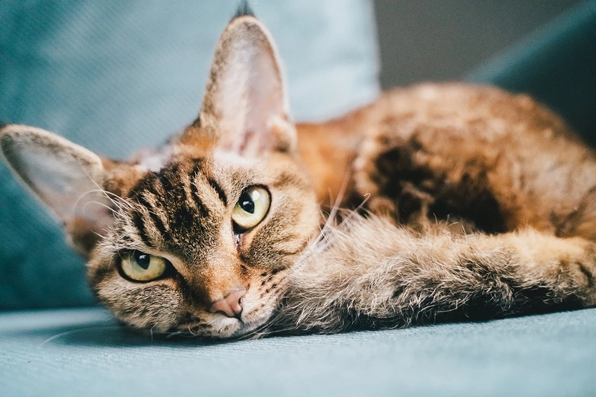 Cats, unlike dogs and toddlers, help you only when it helps them